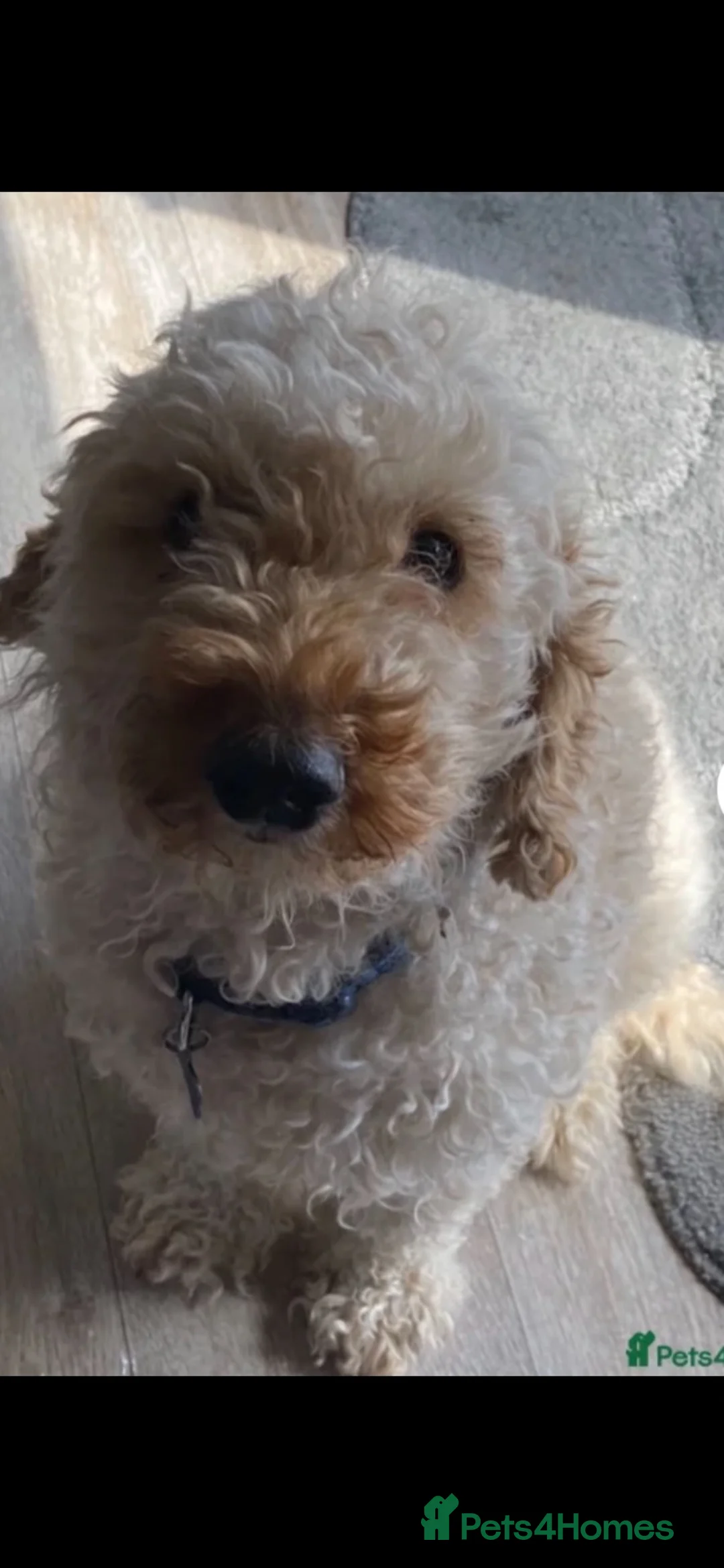 Cockapoo dogs for sale: Golden Toy Cockapoo L1 - Advert 3