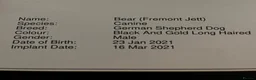 German Shepherd dogs for sale: Bear is his name in Salisbury - Advert 5
