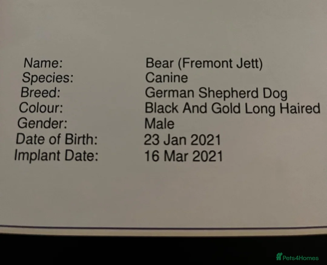 German Shepherd dogs for sale: Bear is his name in Salisbury - Advert 5