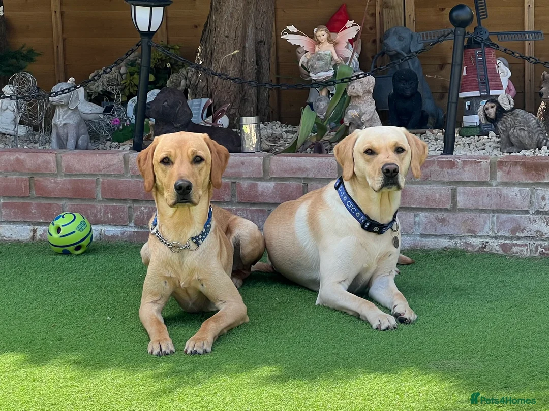 Labrador Retriever dogs for stud: PROVEN, KC REG,HEALTH TESTED LABRADOR FOR STUD in Havant - Advert 30