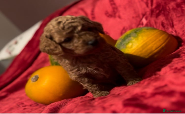 Cavapoo dogs - Advert 4