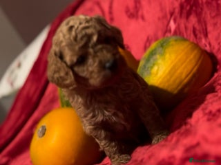 Cavapoo dogs - Advert 2