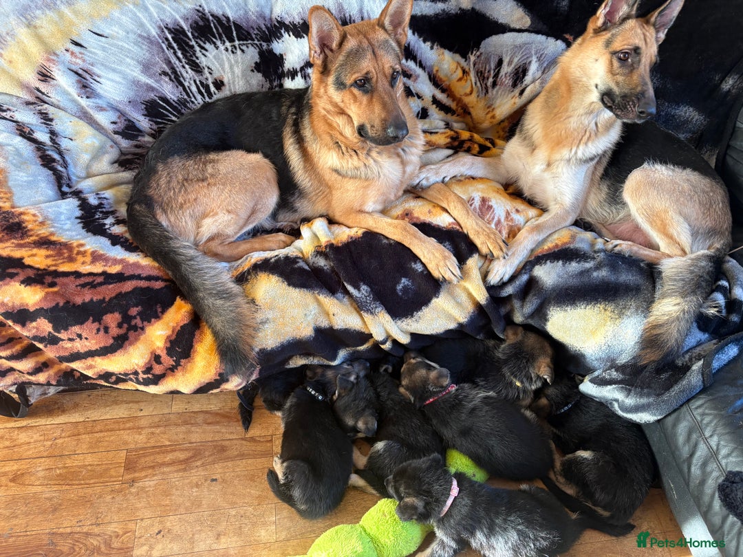 German Shepherd dogs for sale: Female German shepherd ready - Advert 6
