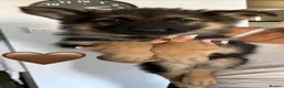German Shepherd dogs for sale: Gorgeous Black&Tan KC German Shepherds 🐾 in Wisbech - Advert 4