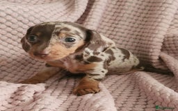 Miniature Dachshund dogs for sale: Beautiful miniature dachshund  - Image 6