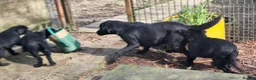 Labrador Retriever dogs for sale: Chunky well grown black Labrador puppies. KC, DNA. - Advert 21