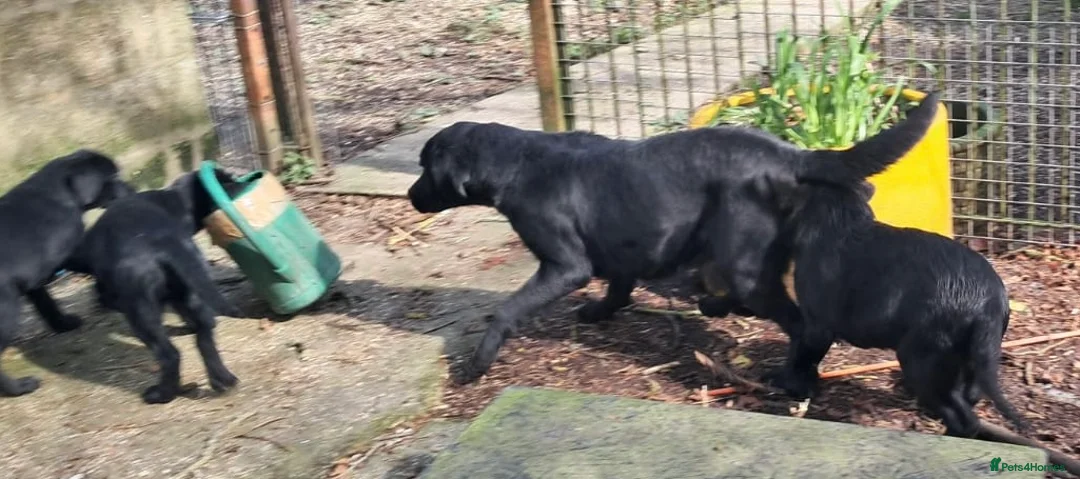 Labrador Retriever dogs for sale: Chunky well grown black Labrador puppies. KC, DNA. - Advert 21