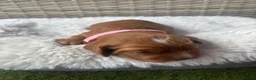 Cocker Spaniel dogs for sale: Beautiful Working Cocker Spaniels-health tested✅ - Advert 11