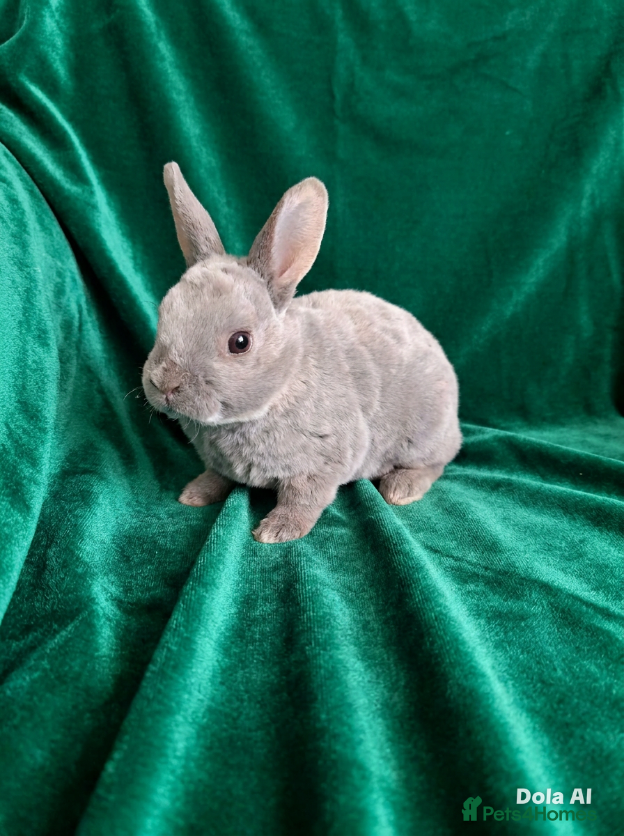 Rex rabbits Mini rex kit and plush lop adults - Advert 4