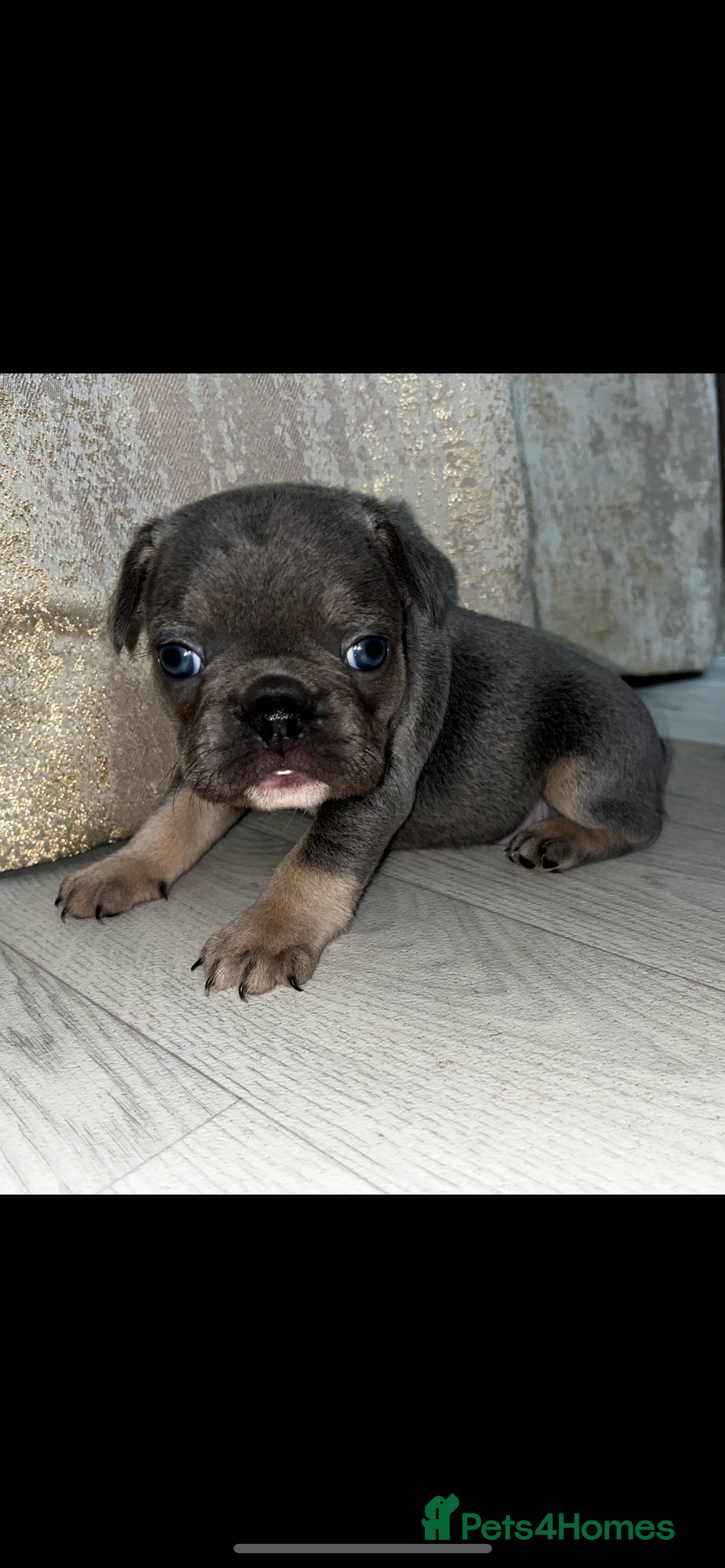 French Bulldog dogs for sale: READY NOW French bulldog puppies  - Advert 9