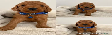 Cockapoo 1