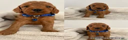 Cockapoo dogs for sale: Health Tested Fox Red Cockapoos - Advert 14