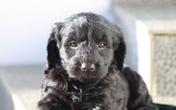 Cockapoo dogs for sale: F1 Cockapoo puppies for sale - Advert 4