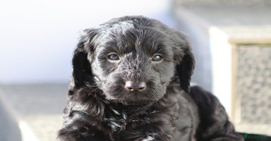 Cockapoo dogs F1 Cockapoo puppies for sale - Advert 6