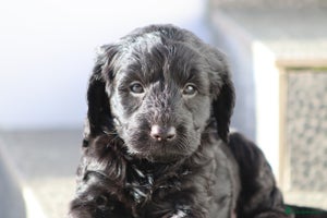 Cockapoo dogs F1 Cockapoo puppies for sale - Advert 6