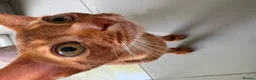 Abyssinian cats for sale: Pedigree Abyssinian boy for sale  - Advert 11