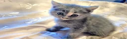 Persian cats for sale: Chinchilla persian X ready now - Advert 3