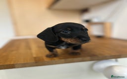 Miniature Dachshund dogs for sale:   🐾READY NOW🐾 | ONLY 1 BOY LEFT - Image 27
