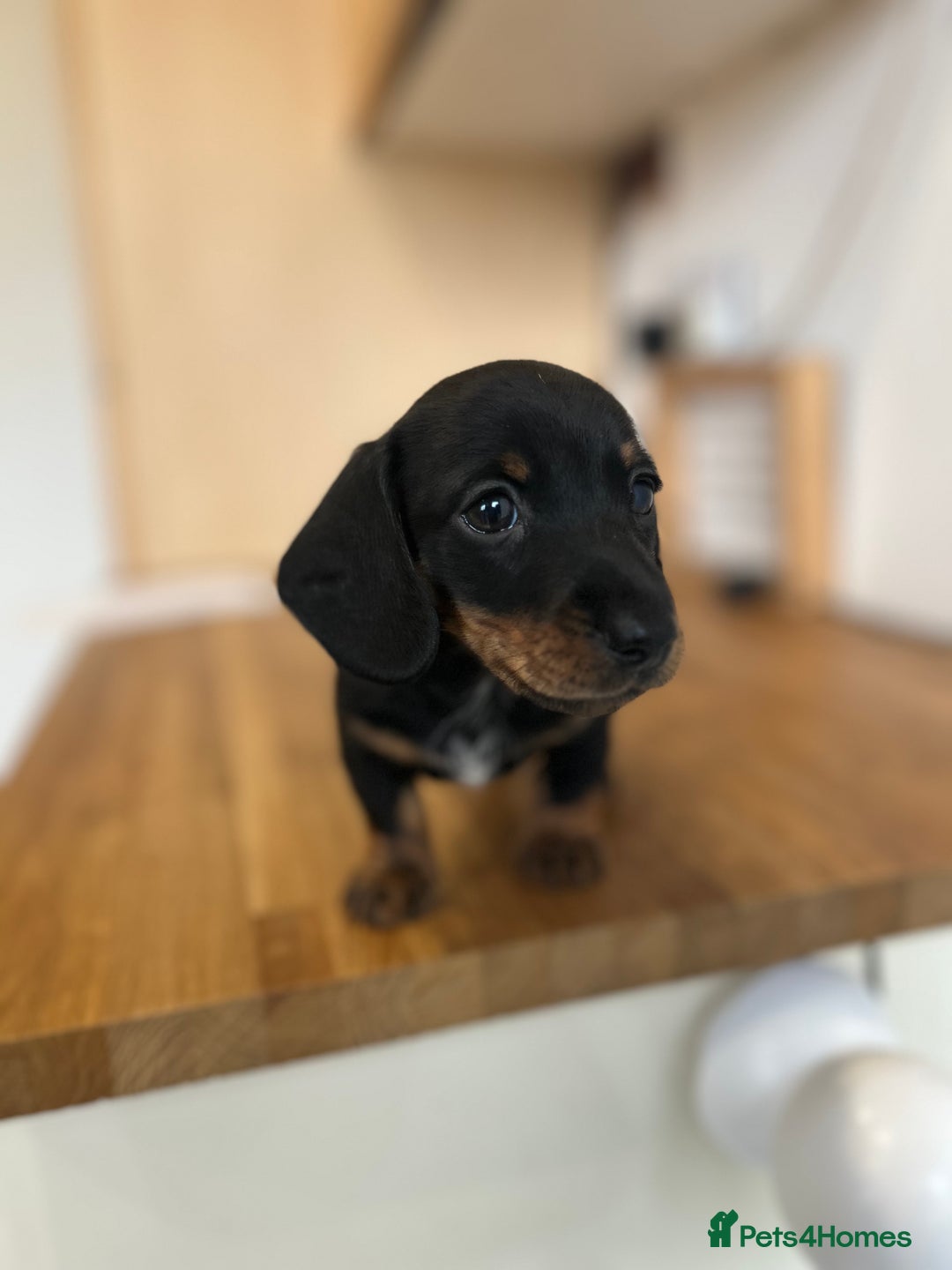 Miniature Dachshund dogs for sale:   🐾READY NOW🐾 | ONLY 1 BOY LEFT - Image 27