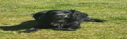 Cocker Spaniel dogs for sale: Working cocker spaniel puppy’s  in Newcastle - Advert 11