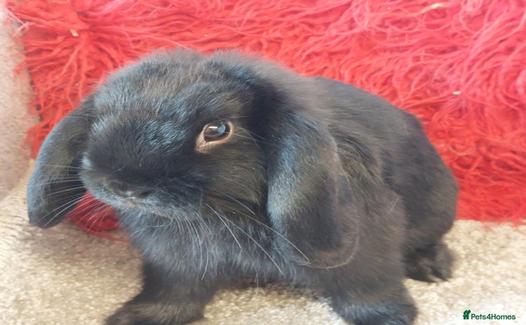 Mini Lop rabbits - Advert 13