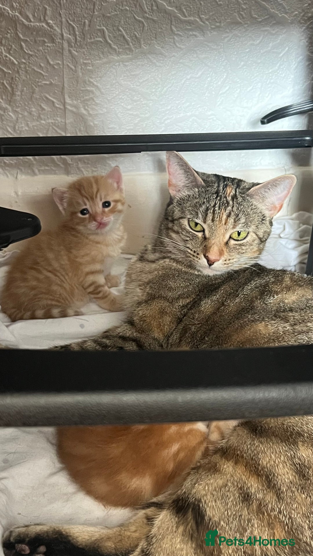 Mixed Breed cats for sale: Male Tabby Kitten - Advert 4