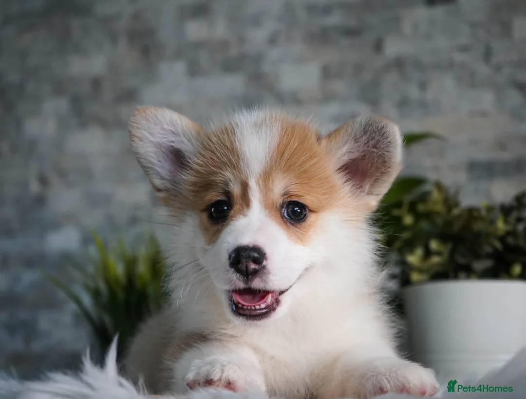 Welsh Corgi Pembroke dogs for sale: Welsh Corgi (Pembroke) - Advert 15