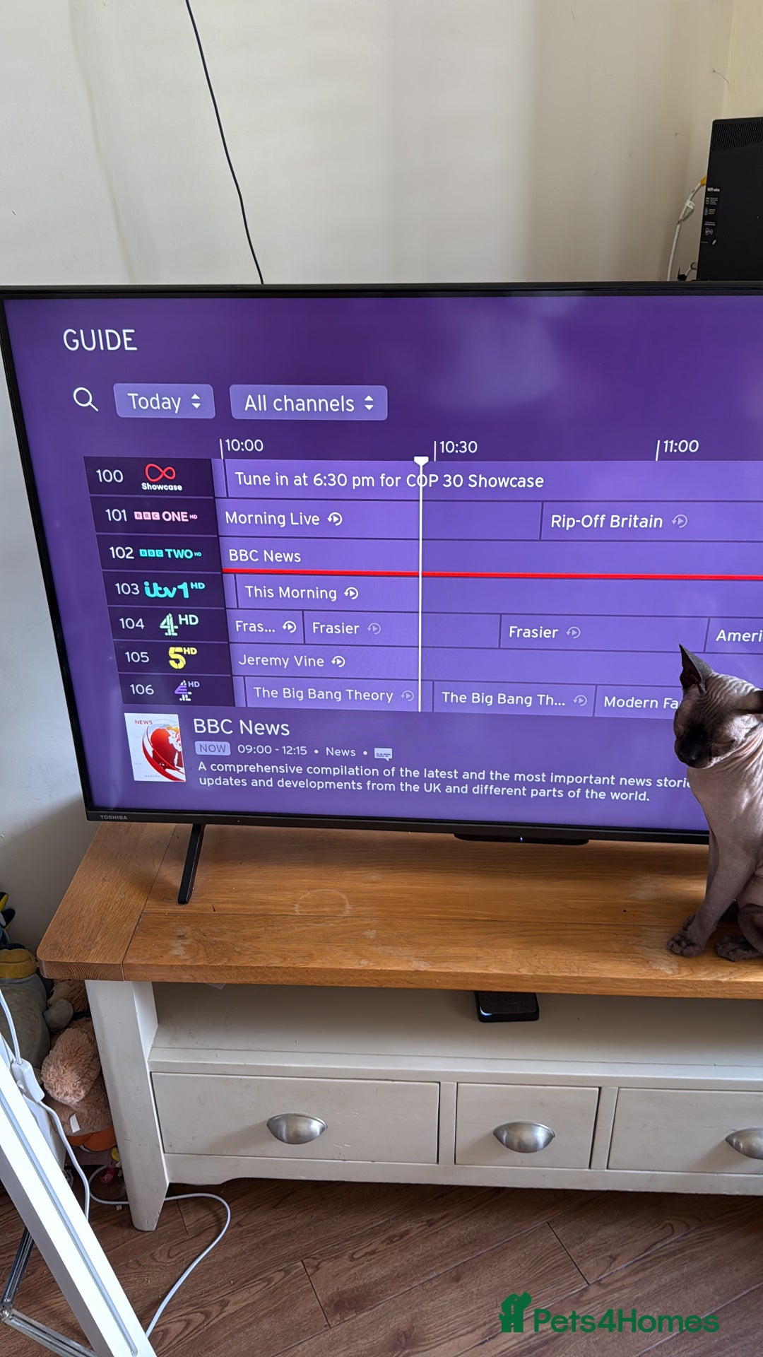 Sphynx cats for sale: Loving , chilled Boy Sphynx Cat - Advert 3