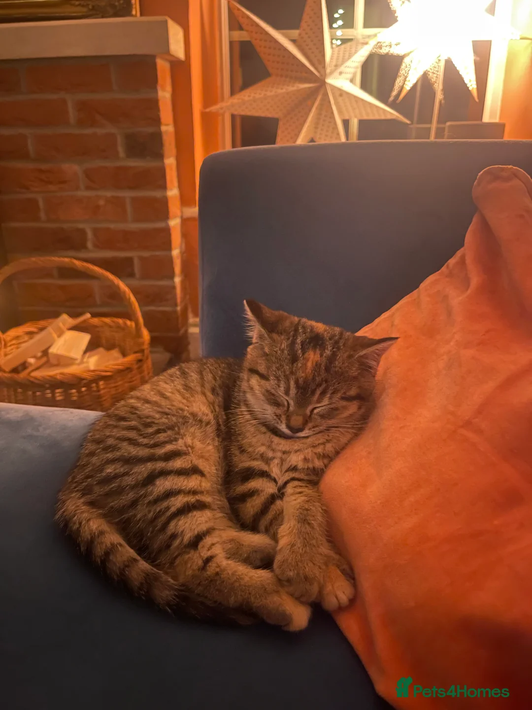 Domestic Shorthair cats for sale: Tabby girl  - Advert 3