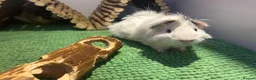 Guinea Pig rodents for sale: 2 male guinea pigs (for rehome-free to good home)  in Ellesmere Port - Advert 3