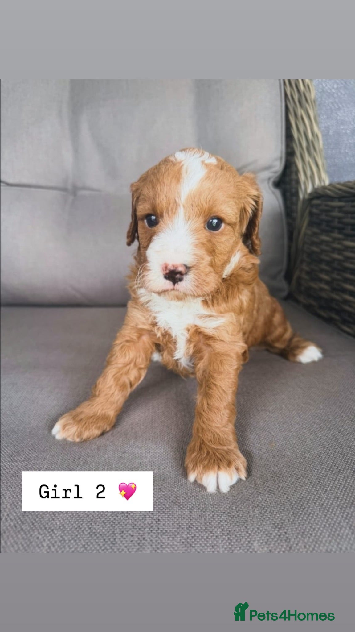 Cavapoo dogs Cavapoos 5 star licensed breeder - Advert 3