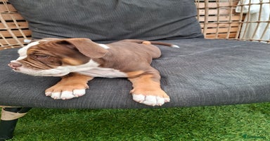 Mixed Breed dogs - Advert 9
