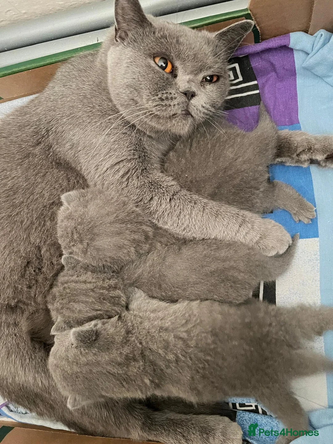 British Shorthair cats for sale: Three blue Britishshorthair kittens girls for sale - Advert 1