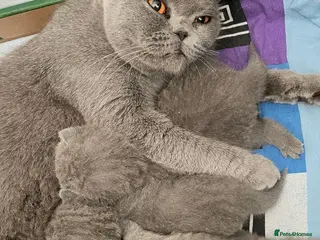 British Shorthair cats Three blue Britishshorthair kittens girls for sale - Advert 1
