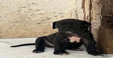 Cane Corso dogs - Advert 1