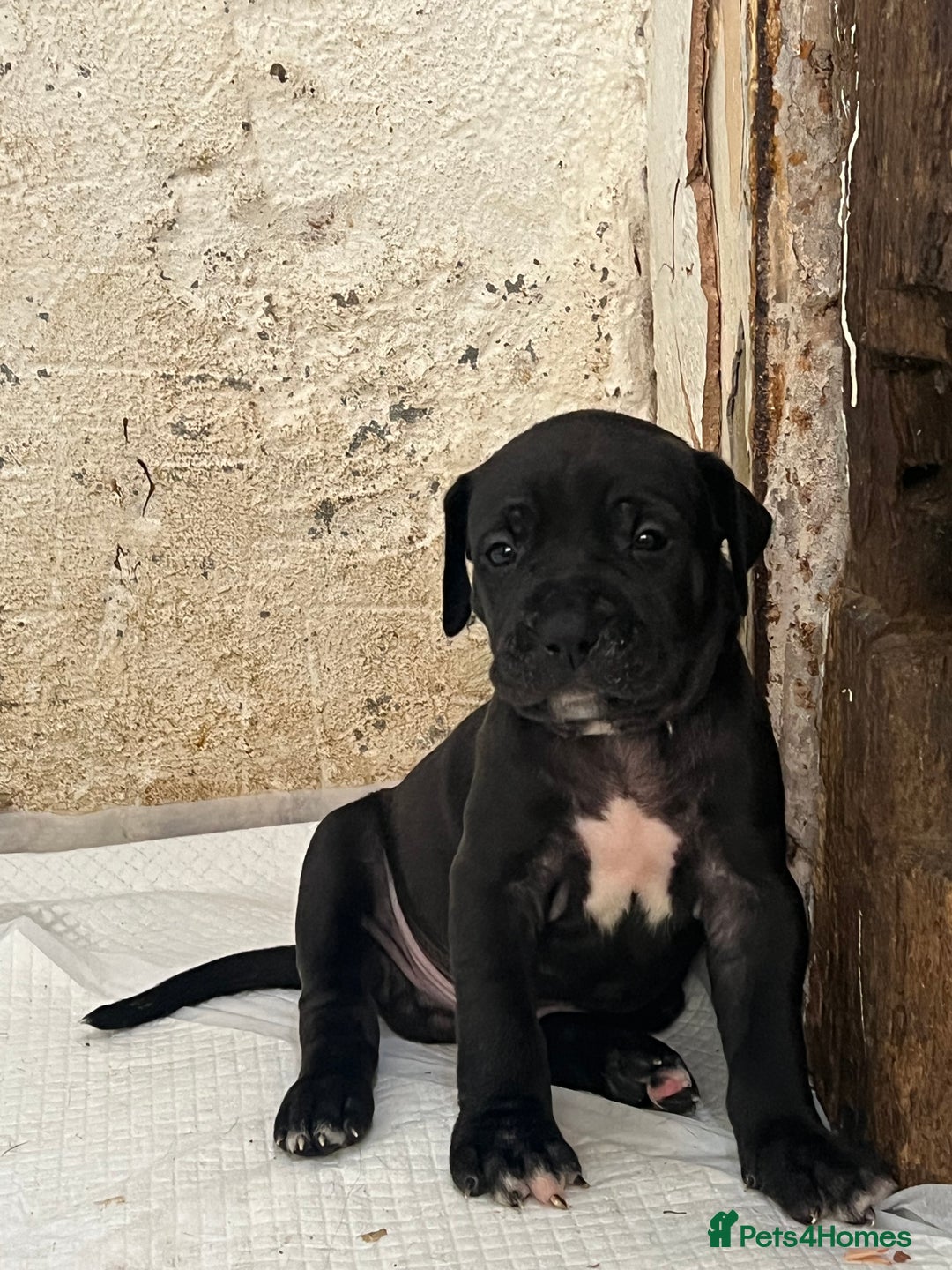 Cane Corso dogs for sale: 10 gorgeous Cane Corso  - Image 3