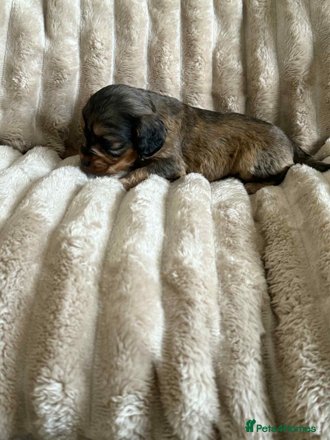 Cockapoo dogs for sale: Cockapoo F1B STUNNING COLOURS 4 available - Advert 3