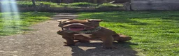 Mixed Breed dogs for sale: Staffy cross pocket bully - Advert 3