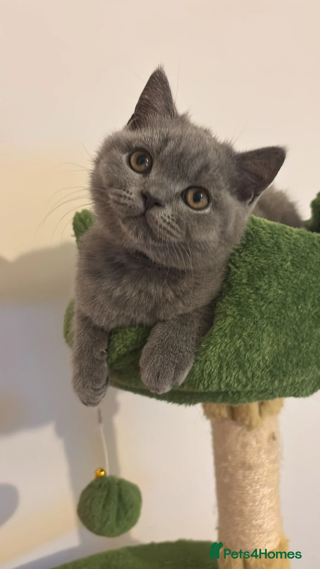 British Shorthair cats for sale: 🧸2 Remaining Chunky British Shorthair Kittens🧸 - Advert 16