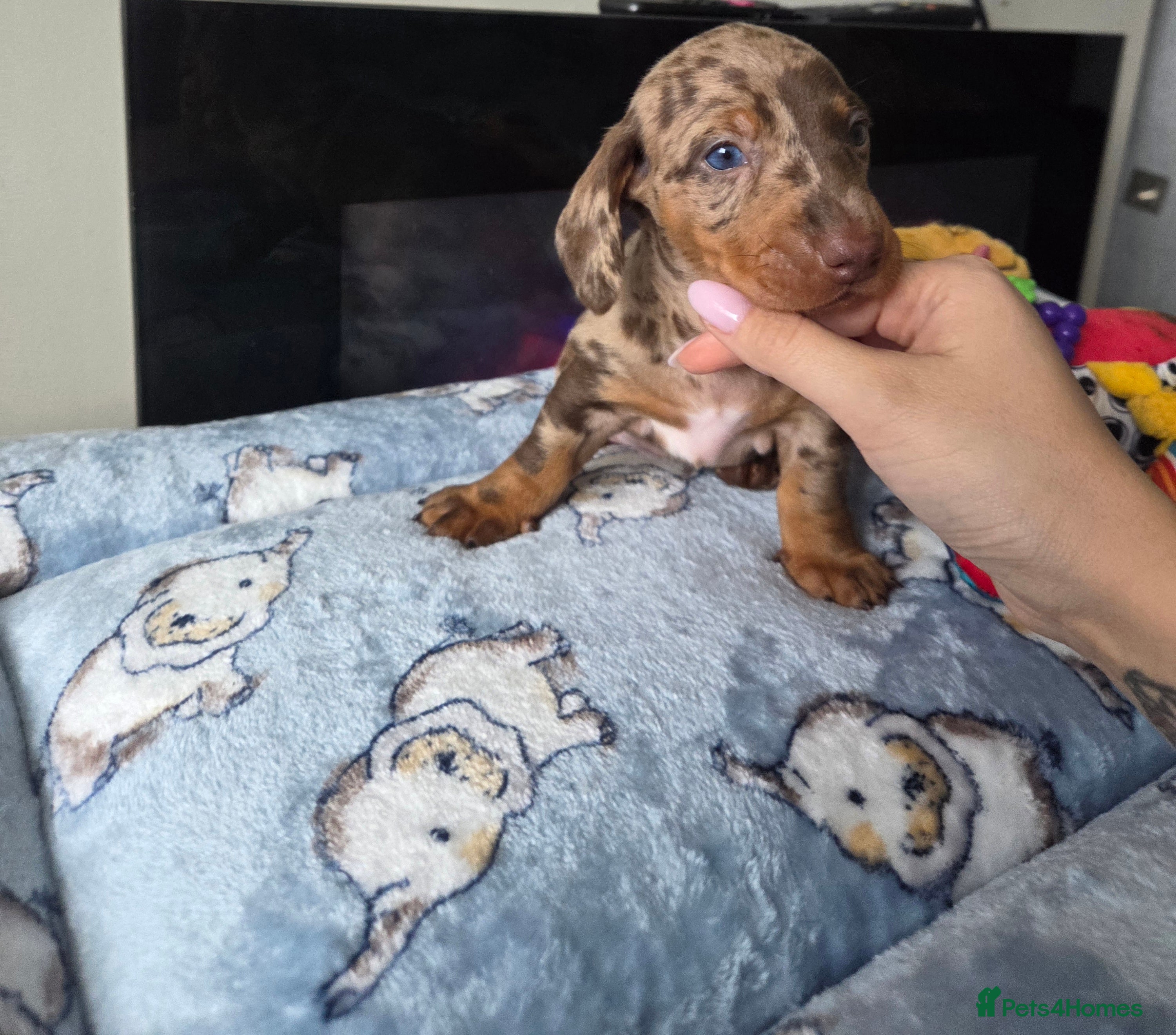Miniature Dachshund dogs Kc Miniature Dachshunds ❤️ - Advert 1