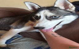 Siberian Husky dogs for sale: Her name is star  - Image 3