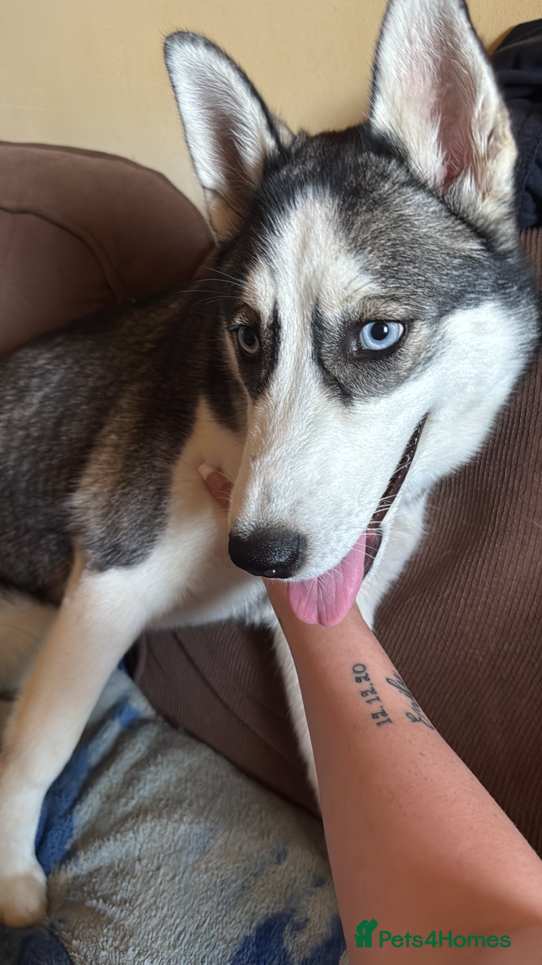 Siberian Husky dogs for sale: Her name is star  - Image 3
