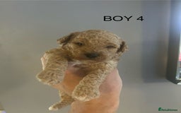 Poochon dogs for sale: Miniature toy poochons - Image 14