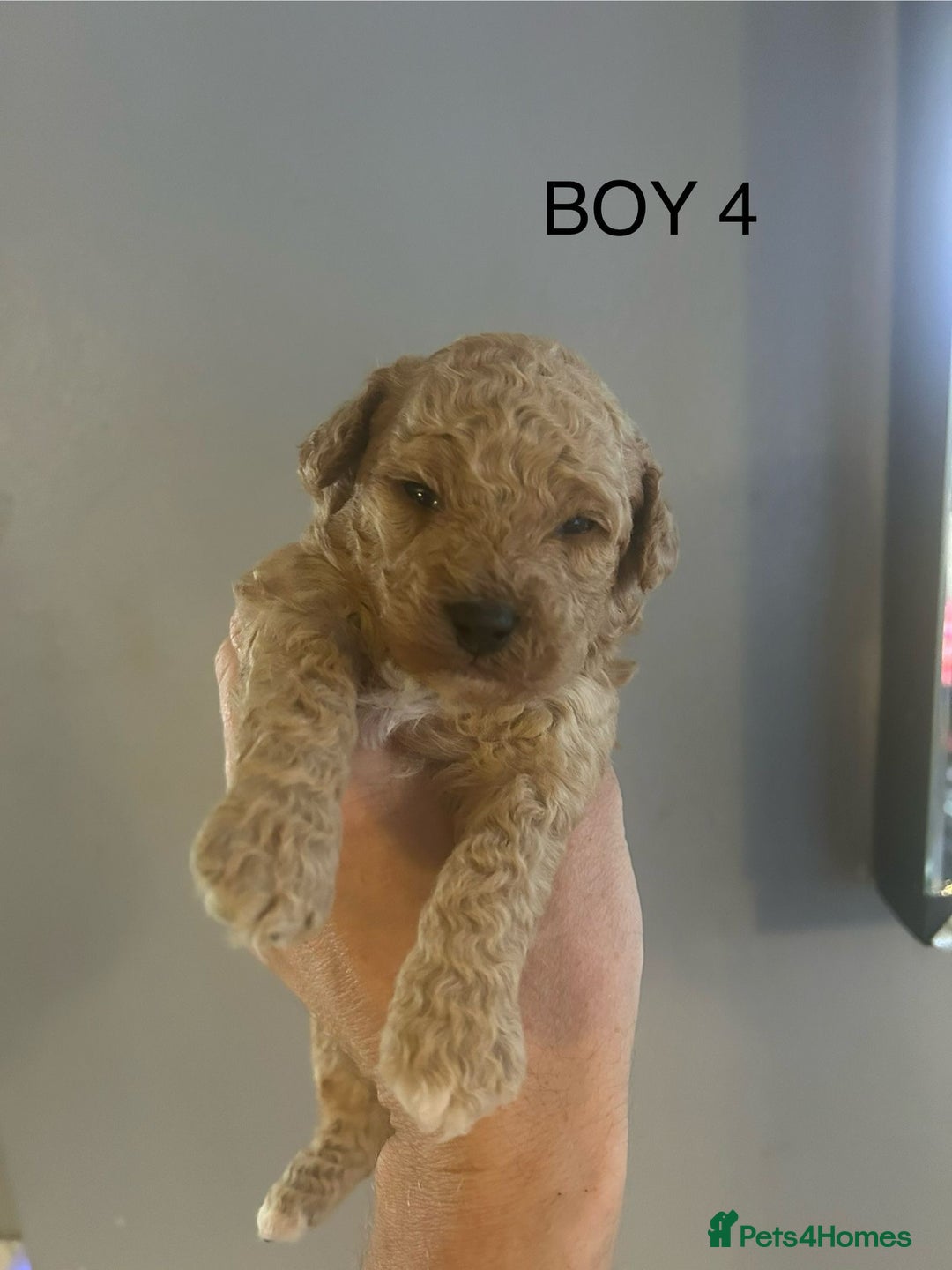 Poochon dogs for sale: Miniature toy poochons - Image 14