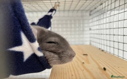 Chinchilla rodents for sale: Ned - Male violet chinchilla 1 year old  - Image 6