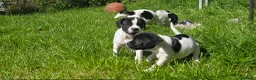 Mixed Breed dogs for sale: staffie, english bulldog, springer puppies in Ottery Saint Mary - Advert 9