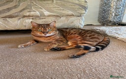 Bengal cats for sale: Bengal cat - Image 12