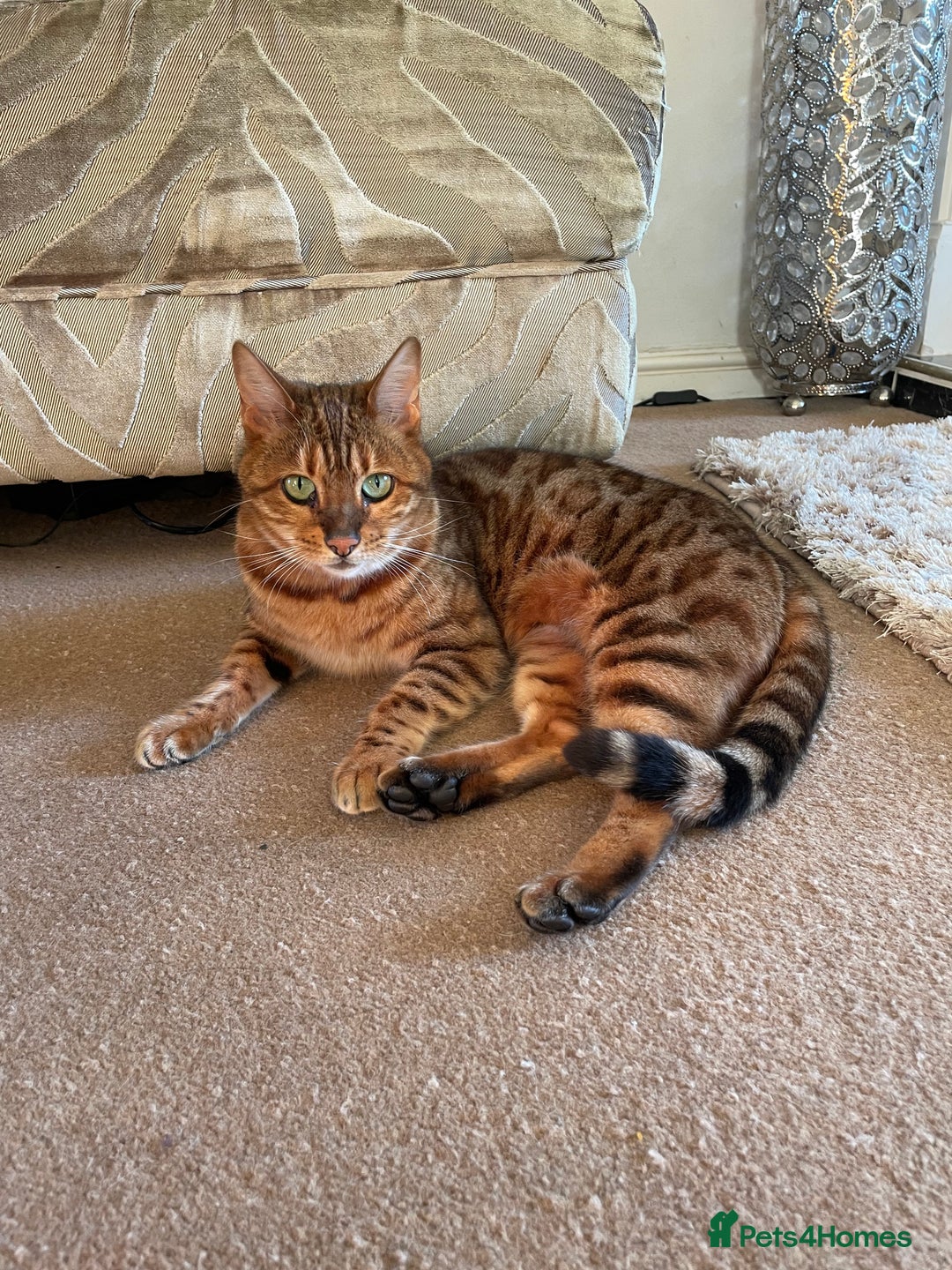 Bengal cats for sale: Bengal cat - Image 12