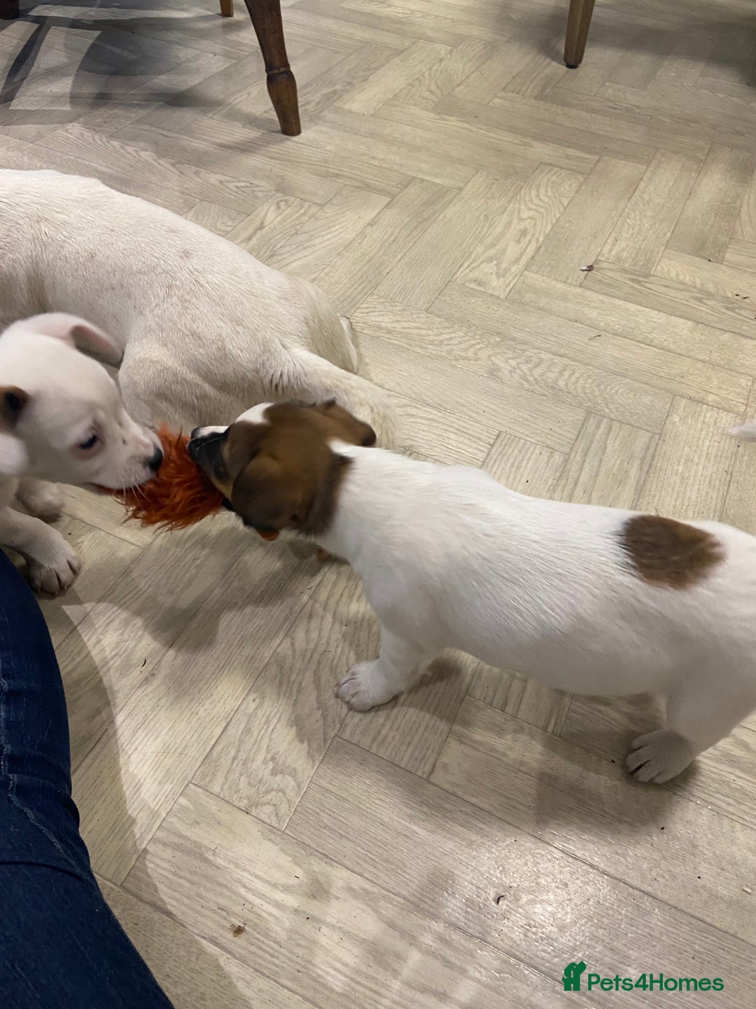 Jack Russell dogs for sale: Two girl puppies available  - Image 6