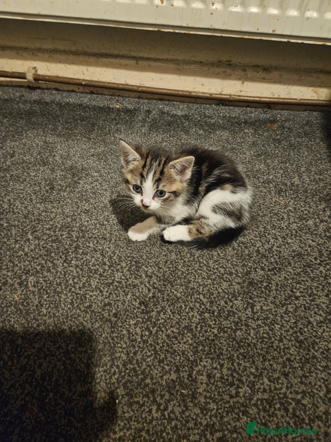 American Shorthair cats for sale: 2 kittens - Advert 7